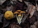 Cortinarius alboluteus image