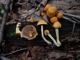 Cortinarius alboluteus image