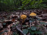 Cortinarius alboluteus image