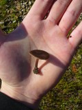 Entoloma sericeum image