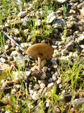 Entoloma sericeum image