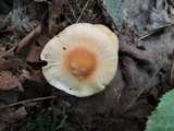 Cuphophyllus pratensis image