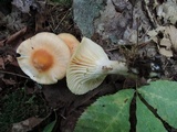 Cuphophyllus pratensis image