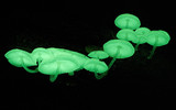 Mycena chlorophos image