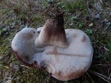 Tylopilus variobrunneus image