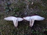 Tylopilus variobrunneus image