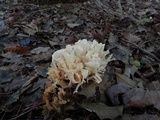 Sparassis spathulata image