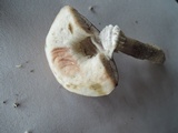 Leccinum holopus image