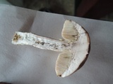 Leccinum holopus image