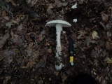 Amanita ravenelii image