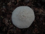 Amanita ravenelii image