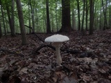 Amanita ravenelii image