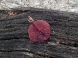 Cortinarius marylandensis image