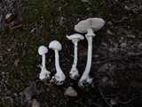 Amanita abrupta image