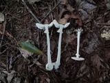 Amanita abrupta image