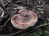 Laetiporus persicinus image