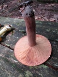 Lactarius corrugis image