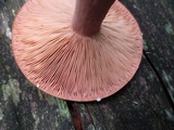 Lactarius corrugis image