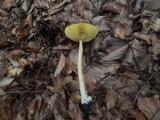 Amanita banningiana image