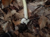 Amanita banningiana image