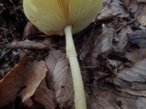 Amanita banningiana image