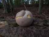Boletus pallidus image