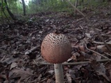 Amanita daucipes image