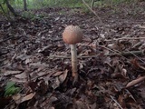 Amanita daucipes image