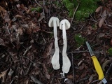 Amanita daucipes image