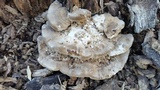 Trametes lactinea image