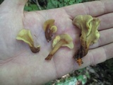 Spathulariopsis velutipes image