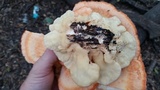 Laetiporus cincinnatus image