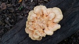 Laetiporus cincinnatus image