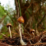 Psilocybe alutacea image
