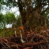Psilocybe alutacea image