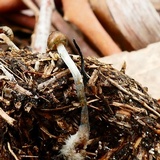 Psilocybe alutacea image