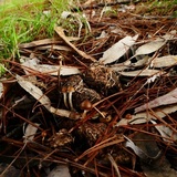 Psilocybe alutacea image