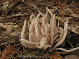Clavaria fumosa image