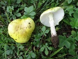 Amanita flavorubens image