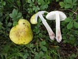 Amanita flavorubens image