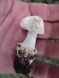 Amanita limbatula image