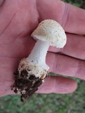 Amanita limbatula image