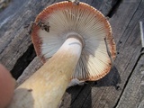 Amanita sect. Vaginatae image