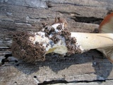 Amanita sect. Vaginatae image