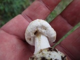 Amanita limbatula image