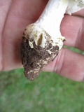 Amanita limbatula image