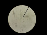 Amanita limbatula image
