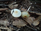 Hygrophorus discoxanthus image