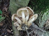 Pholiota angustipes image