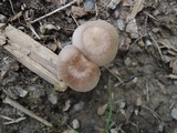 Pluteus longistriatus image
